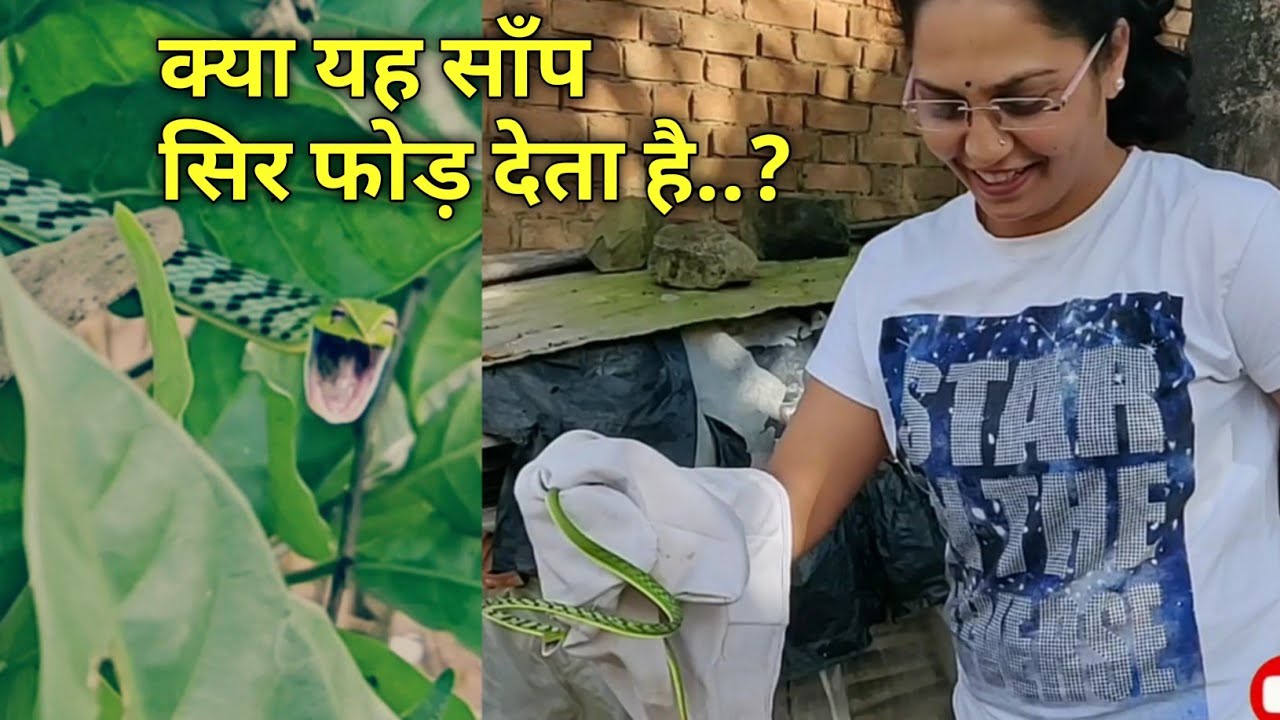 यह हमला कैसे करता है देखे..हरा लता साँप.. Green vine snake..video by Prashanth S.