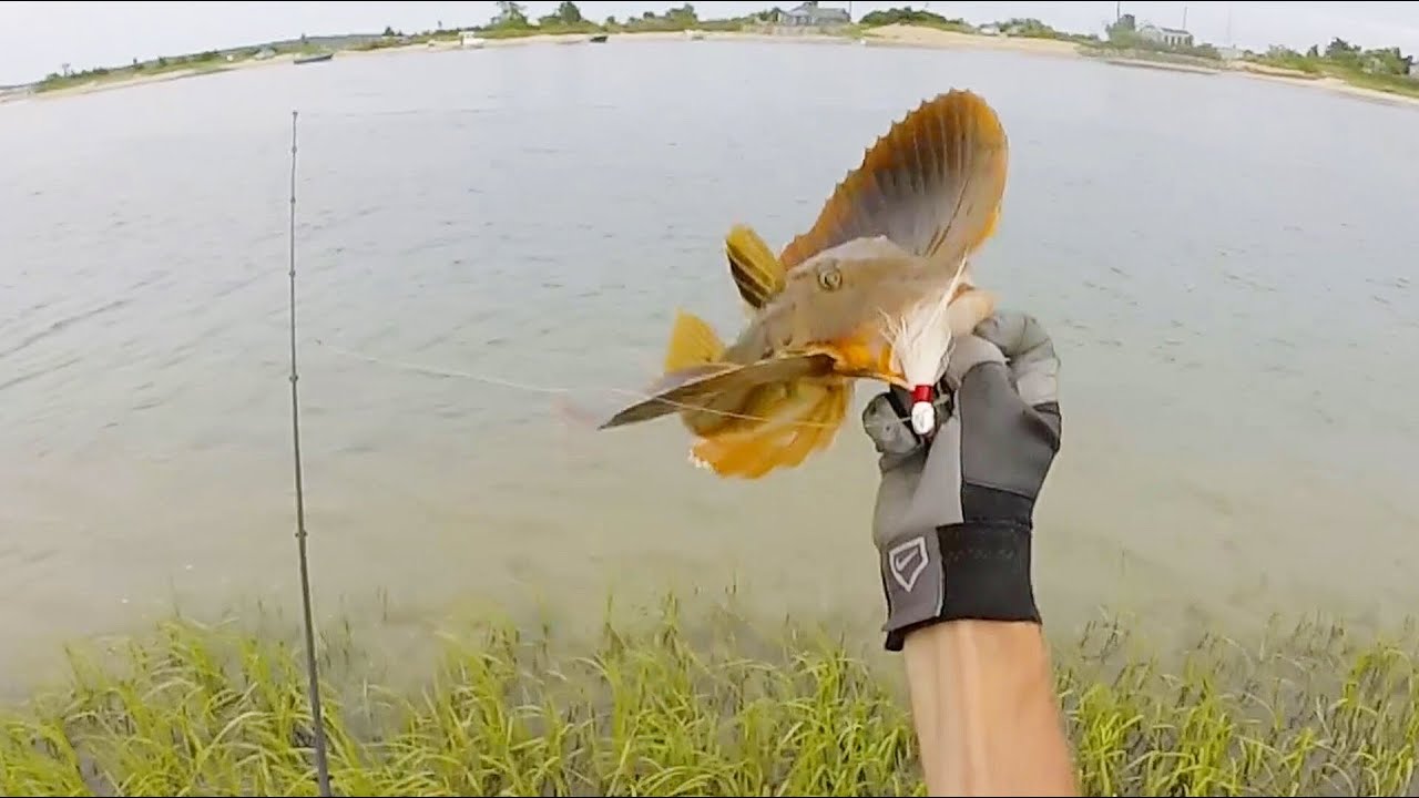 Trash Fishing. Sea Robins, Bluefish, and Fluke