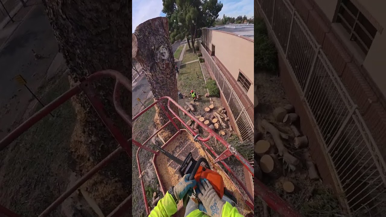 Segunda parte cortando en pedazos el pino #Segunda #parte #fyp #removal #pinetree 