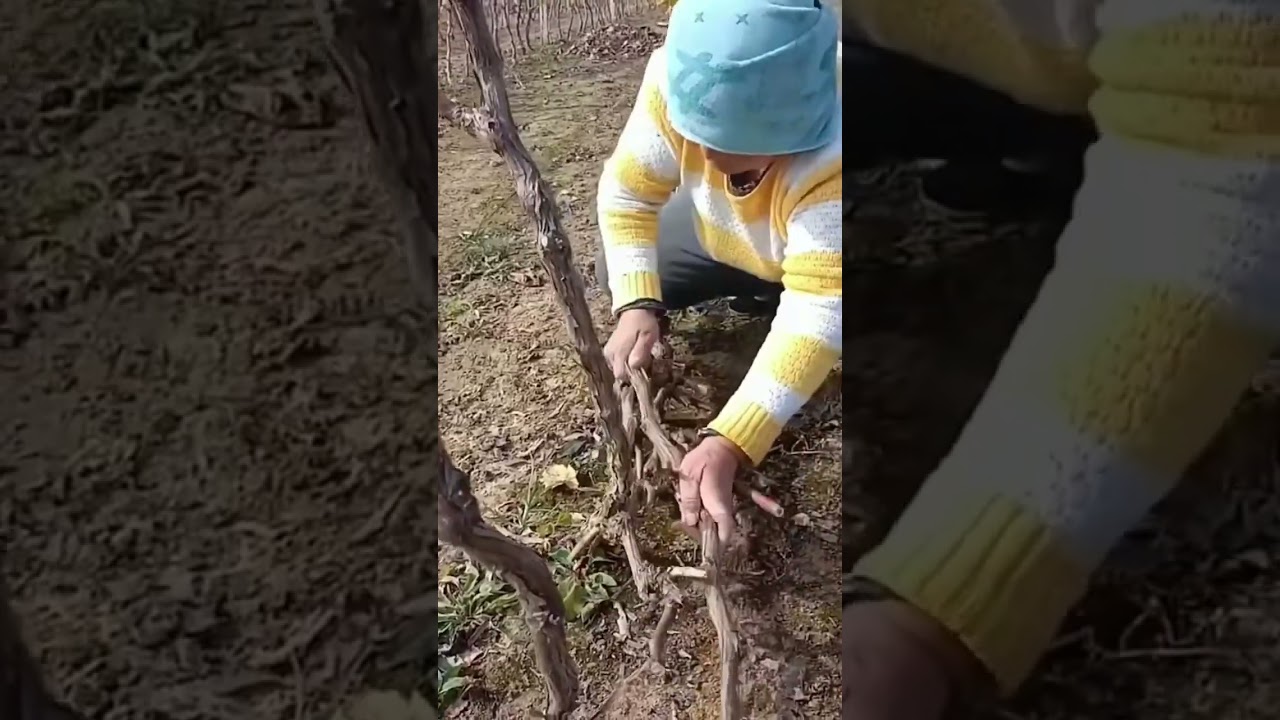 The farmer storage grape vine underground for winter