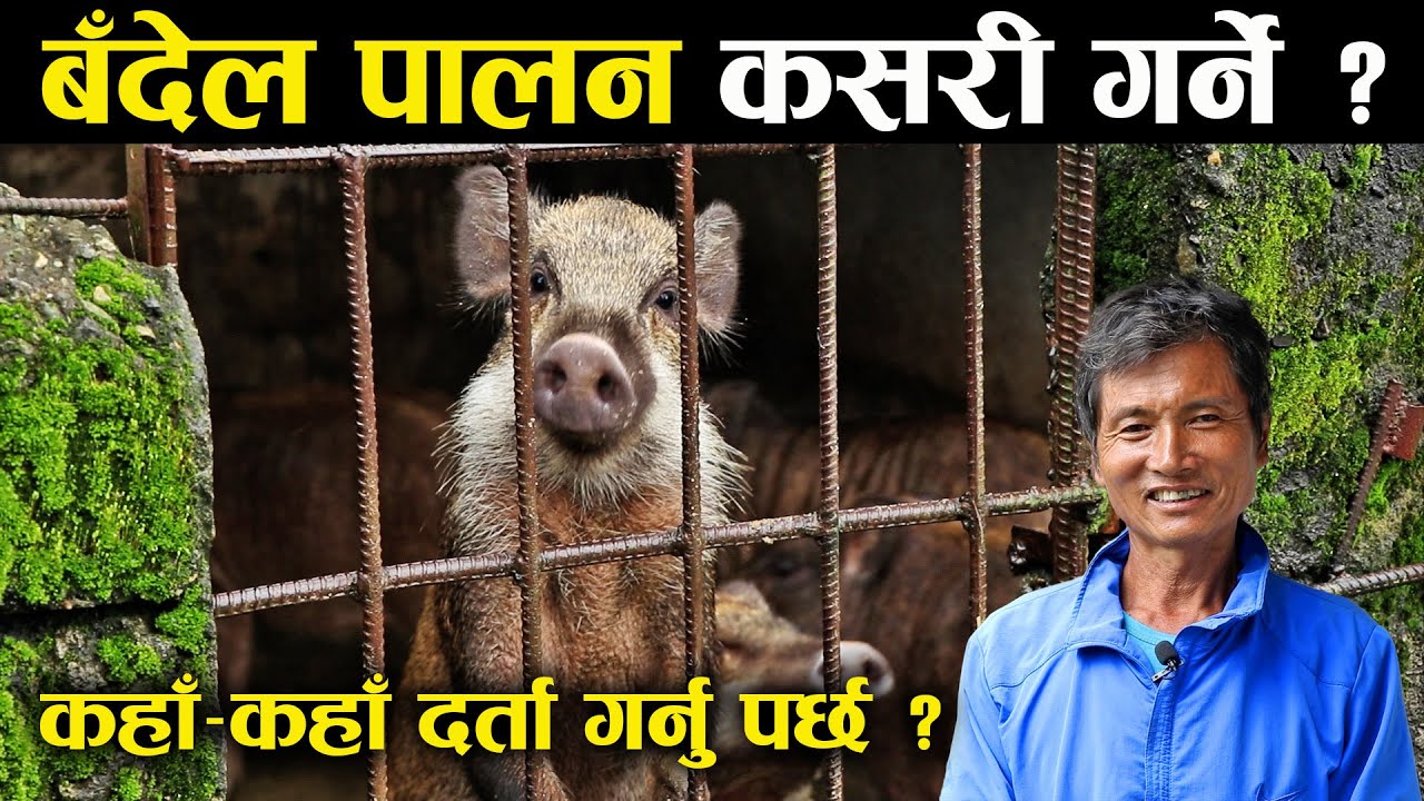 जंगली बँदेल पालन कसरी गर्ने ? के छ कानुनी प्रक्रिया ? - Wild boar husbandry in Nepal
