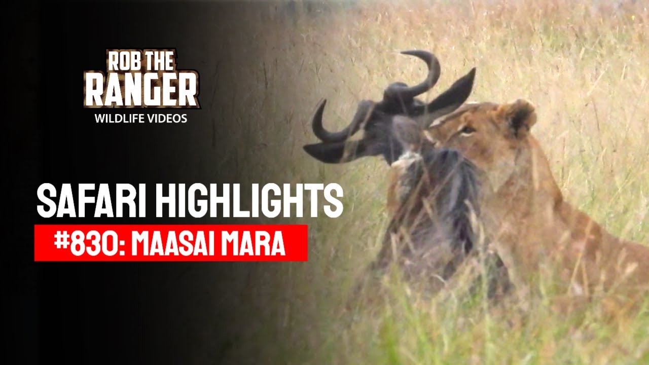 Safari Highlights #830: 13 July 2025 | Lalashe Maasai Mara | Latest #Wildlife Sightings