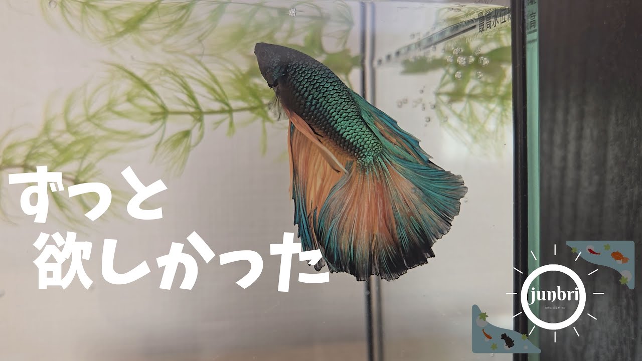【ベタ水槽】初めてベタ買いました。かわいいです。#ベタ#アクアリウム