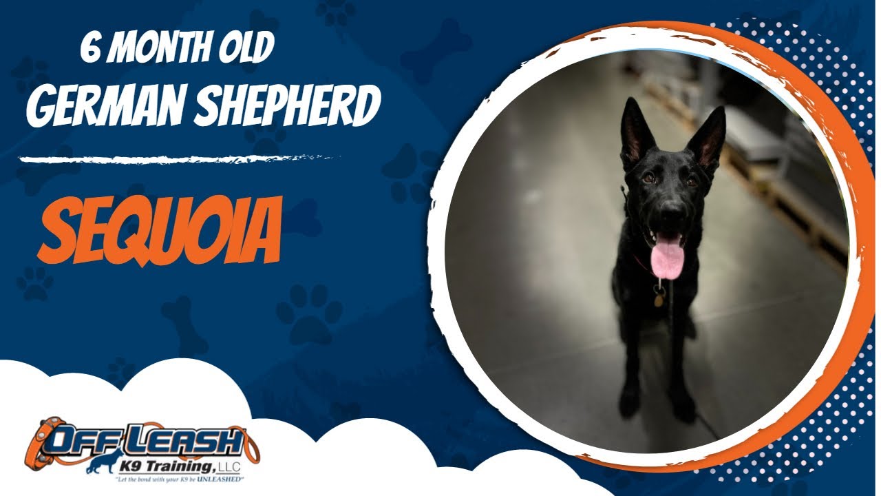 German Shepherd🐶🦮Off leash Dog Training / Obedience Training 🦮🐶