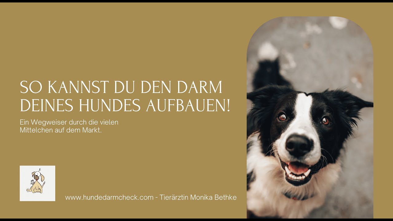 Darmsanierung Hund - Glaube niemanden - bilde Dich selbst weiter