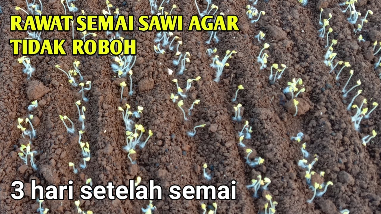 RAHASIA PERAWATAN SAWI 3 HARI SETELAH SEMAI AGAR TIDAK ROBOH || CARA SEMAI SAWI / pertanian