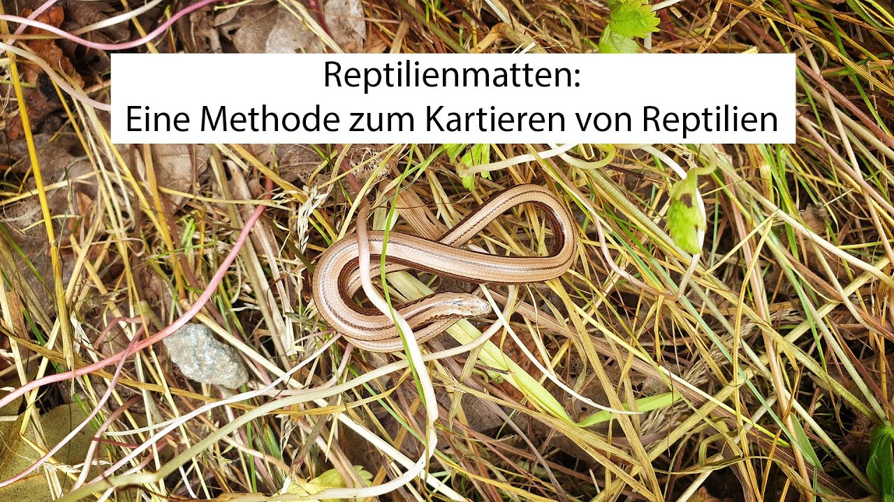 Reptilien-Matten: Eine Methode zur Reptilien-Kartierung