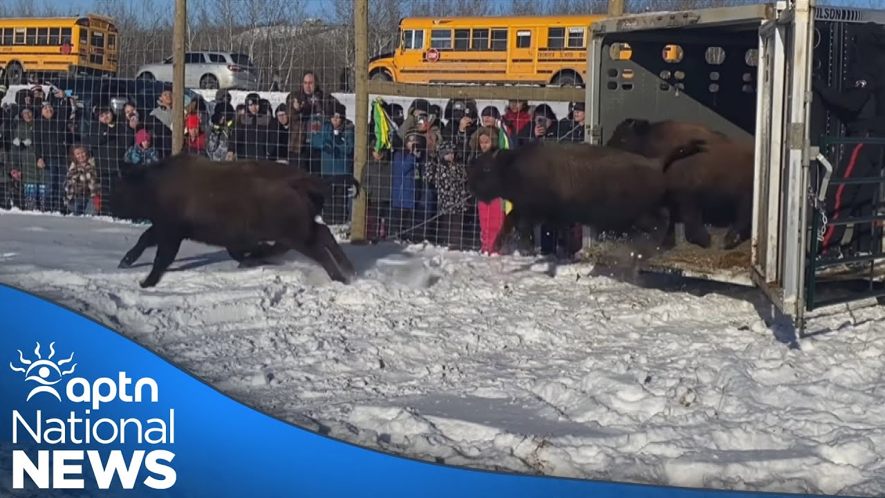 First Nation in Manitoba celebrates release of 11 bison | APTN News