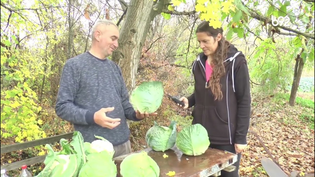 Milo&scaron; iz Belosavaca gaji kupus i karfiol, dobar prinos ali niska cena