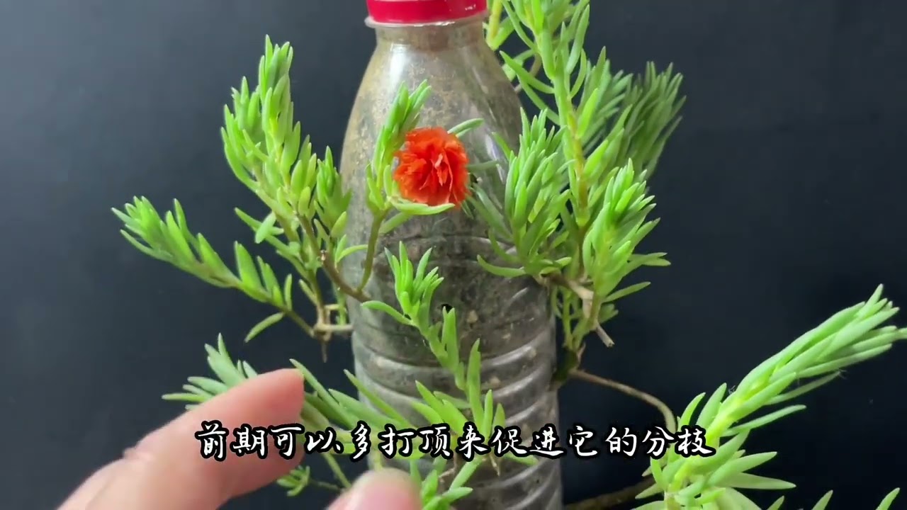 扦插太阳花腐烂，只长枝条不开花的原因，解决方法很简单花开不断