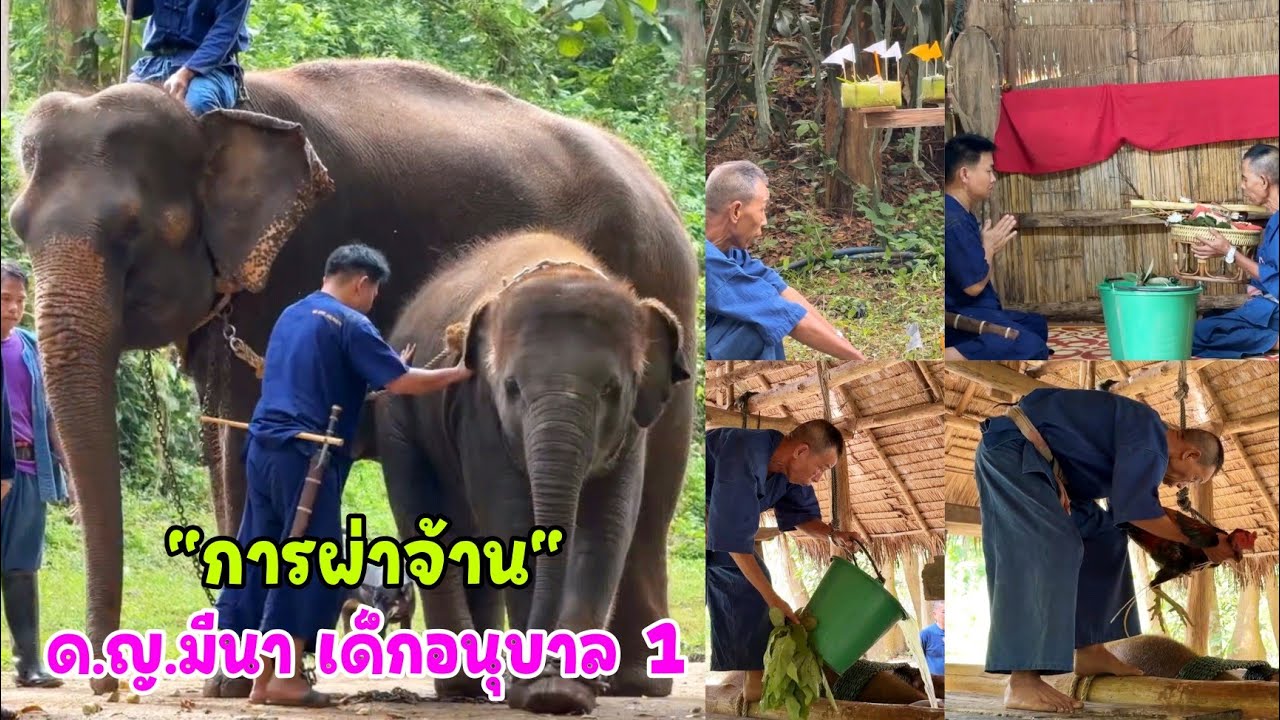 ด.ญ.มีนา กับพิธีแยกแม่และลูกออกจากกันหรือที่เรียกว่า การผ่าจ้าน จากนั้นก็พร้อมเรียนอย่างเป็นทางการ