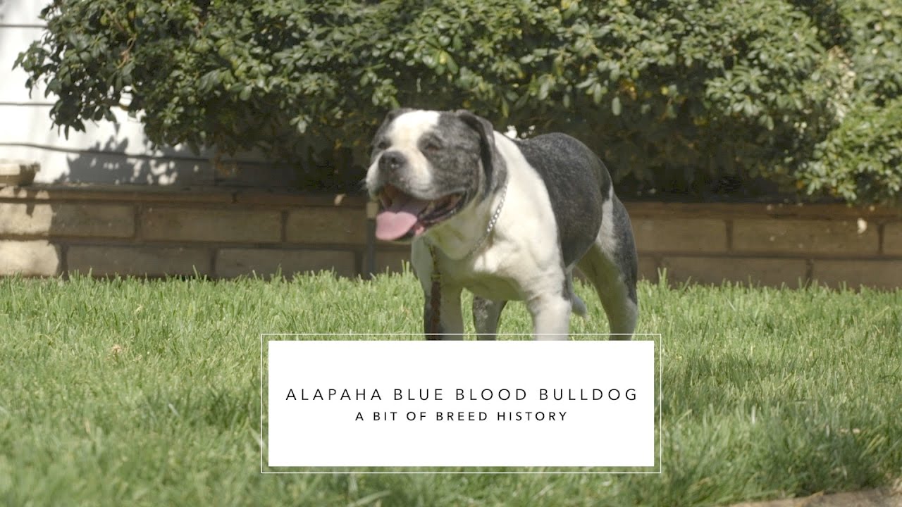 BULLDOG ALAPAHA BLUE BLOOD THE OLD SOUTHERN FARM DOG