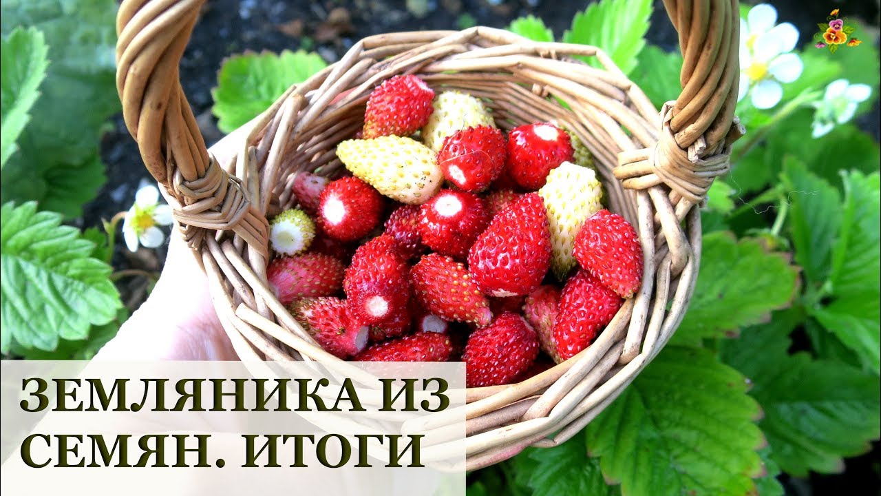 Земляника из семян. Урожай и планы на будущее * сорта Али-Баба и Желтое чудо