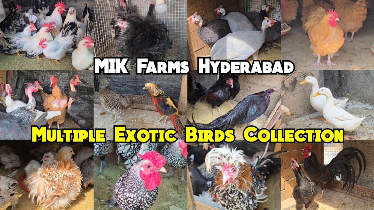 Multiple Exotic Chicken Breeds Collection @MIK Farms Hyderabad | Khilwat | Water Birds#chicken#birds