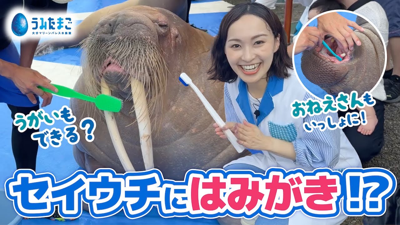 セイウチの歯みがき大作戦！🪥うみたまごの人気ショーに潜入！