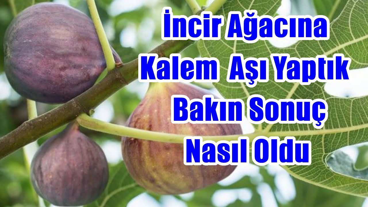 İncir Nasıl Aşılanır - İncire Aşı Uygulaması - Ağaç Aşılama