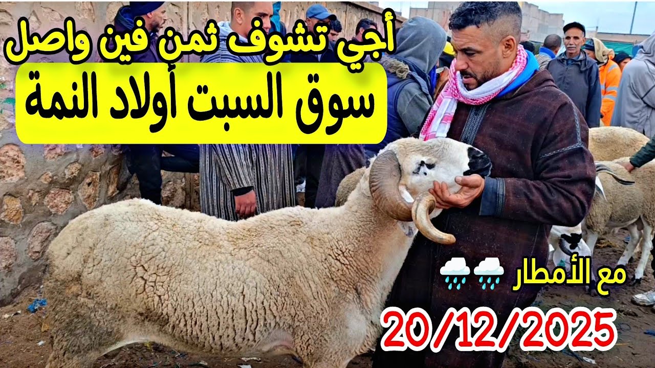مباشرة من سوق السبت أولاد النمة الخروف الكسابي والحولي والحولية والنعجة تاريخ 20/12/2025 فرجة ممتعة 