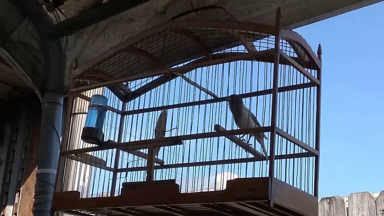 P&aacute;jaros canarios en Miami fl