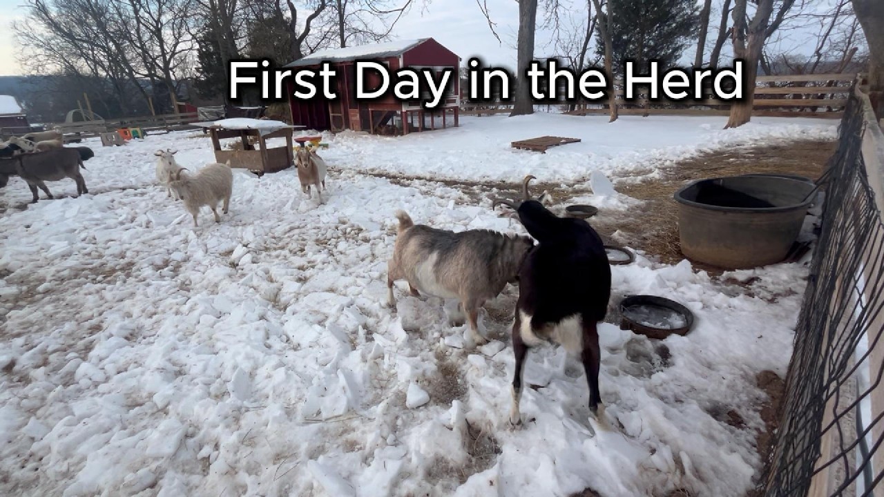 First Day in the Herd: Bringing Home 3 New Goats | Farm Life Diaries