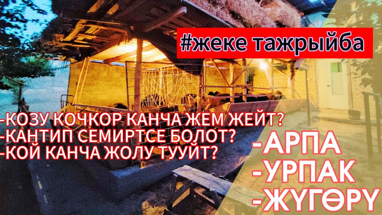 Кой багуудагы сырлар. Береке НУР