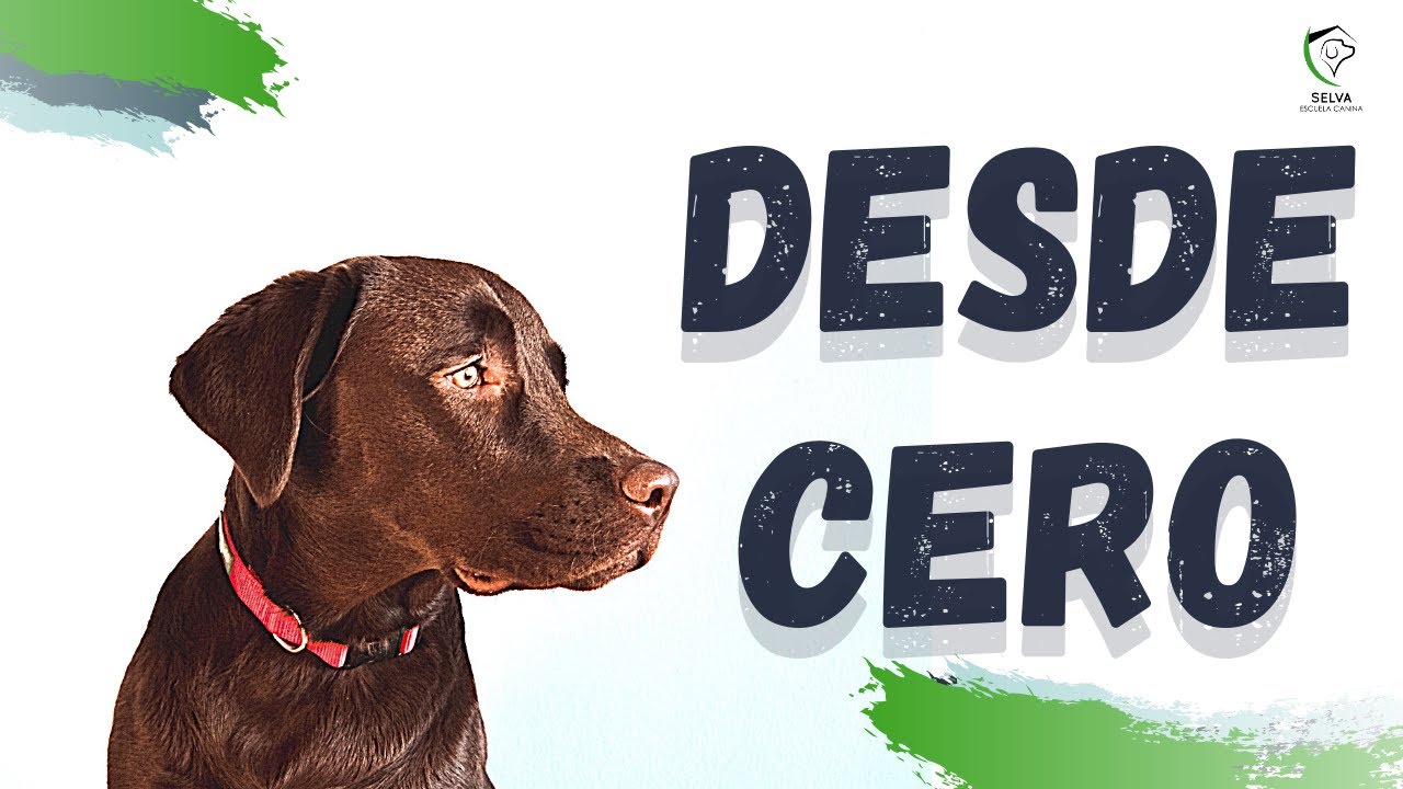¿Cómo EDUCAR a un CACHORRO? 💥 FÁCIL 100%