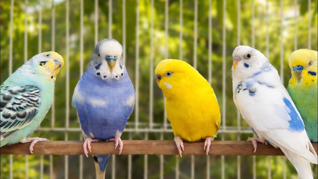 Happy Budgie Sounds