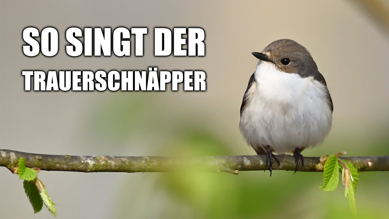 Trauerschnäpper - Vogelstimmen lernen