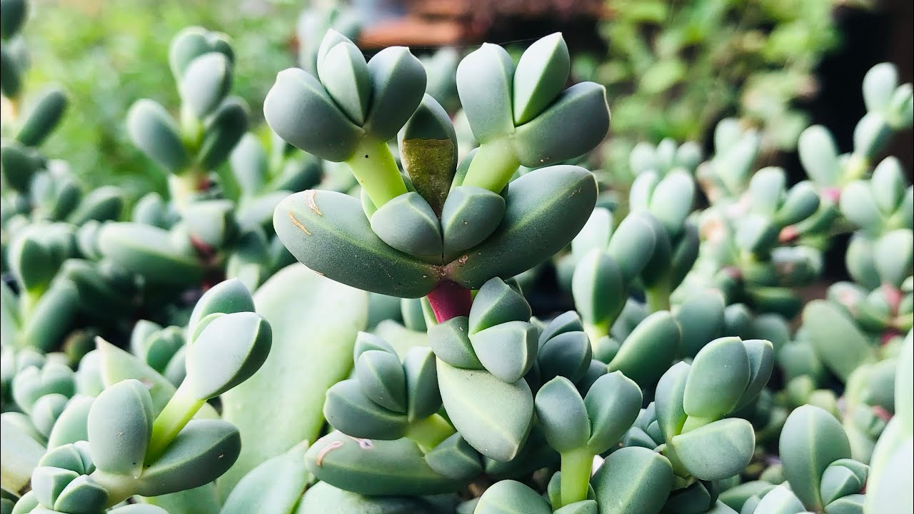 SAIBA como MULTIPLICAR as mudinhas que ficam nos tronquinhos das SUCULENTAS/ DICAS de CULTIVO