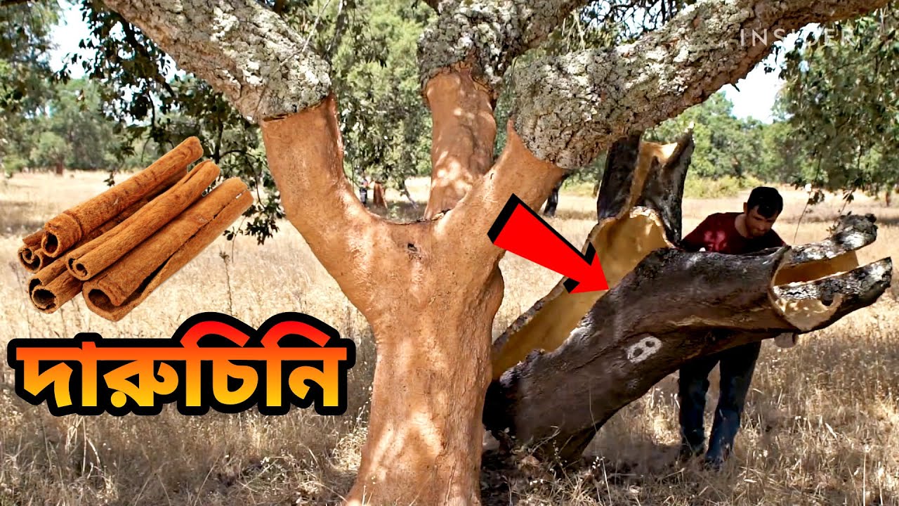 দারুচিনি, লবঙ্গ, এলাচ কেন এত দামি? দেখেনিন এর গোপন রহস্য, cardamom, clove, cinnamon factory process