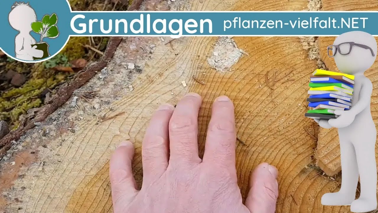 📚 Aufbau des Baumstammes & Flüssigkeitstransport in Bäumen (Xylem & Phloem) - Botanik Grundwissen
