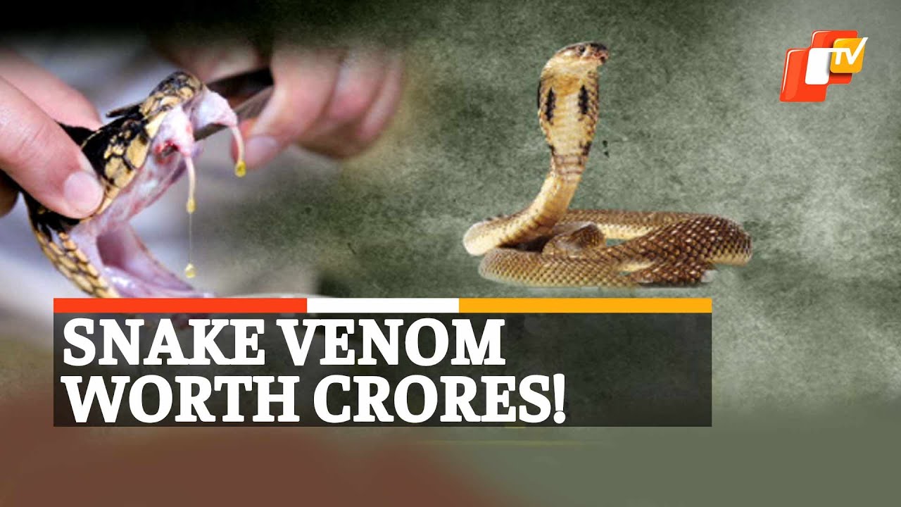 Snake Venom Worth Rs 1.5 Crore  Seized By Police | OTV News