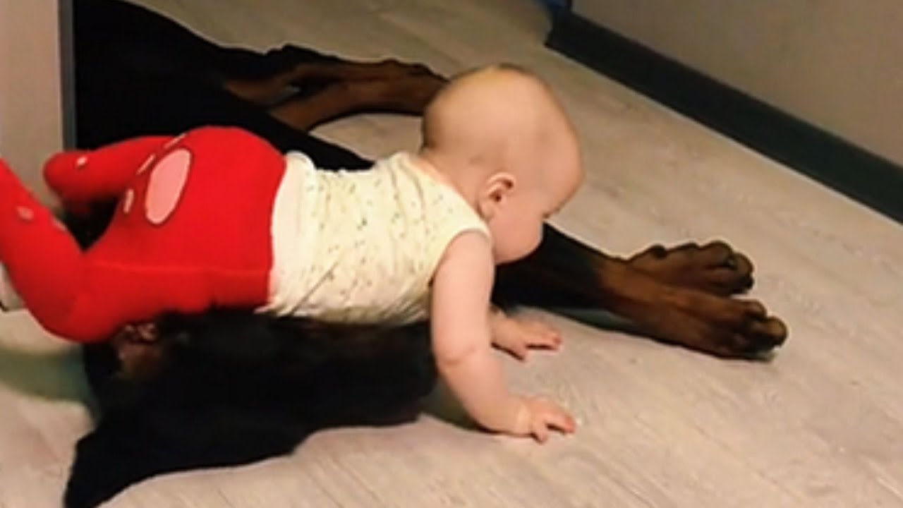 WHY DID THIS 'OBSESSIVE' DOBERMAN WAKE UP AT 230 AM EVERY NIGHT FOR 6 WEEKS