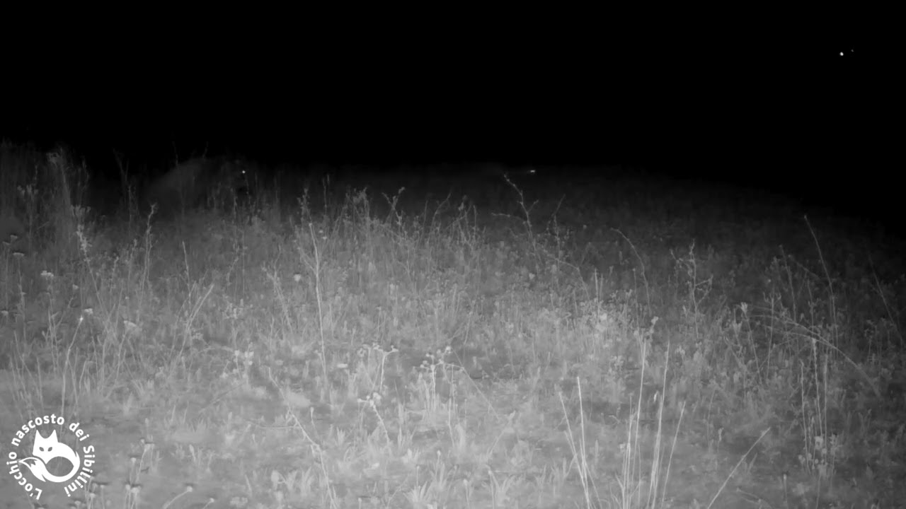 Interazione tra animali selvatici sui Monti Sibillini