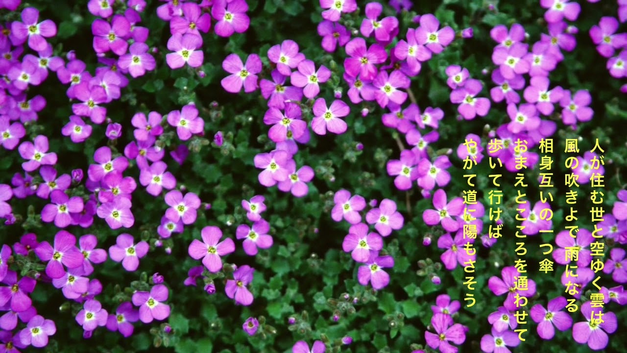 陽は昇る(歌: やすきち)(坂本冬美　　作詞 : たかたかし　作曲:岡千秋)