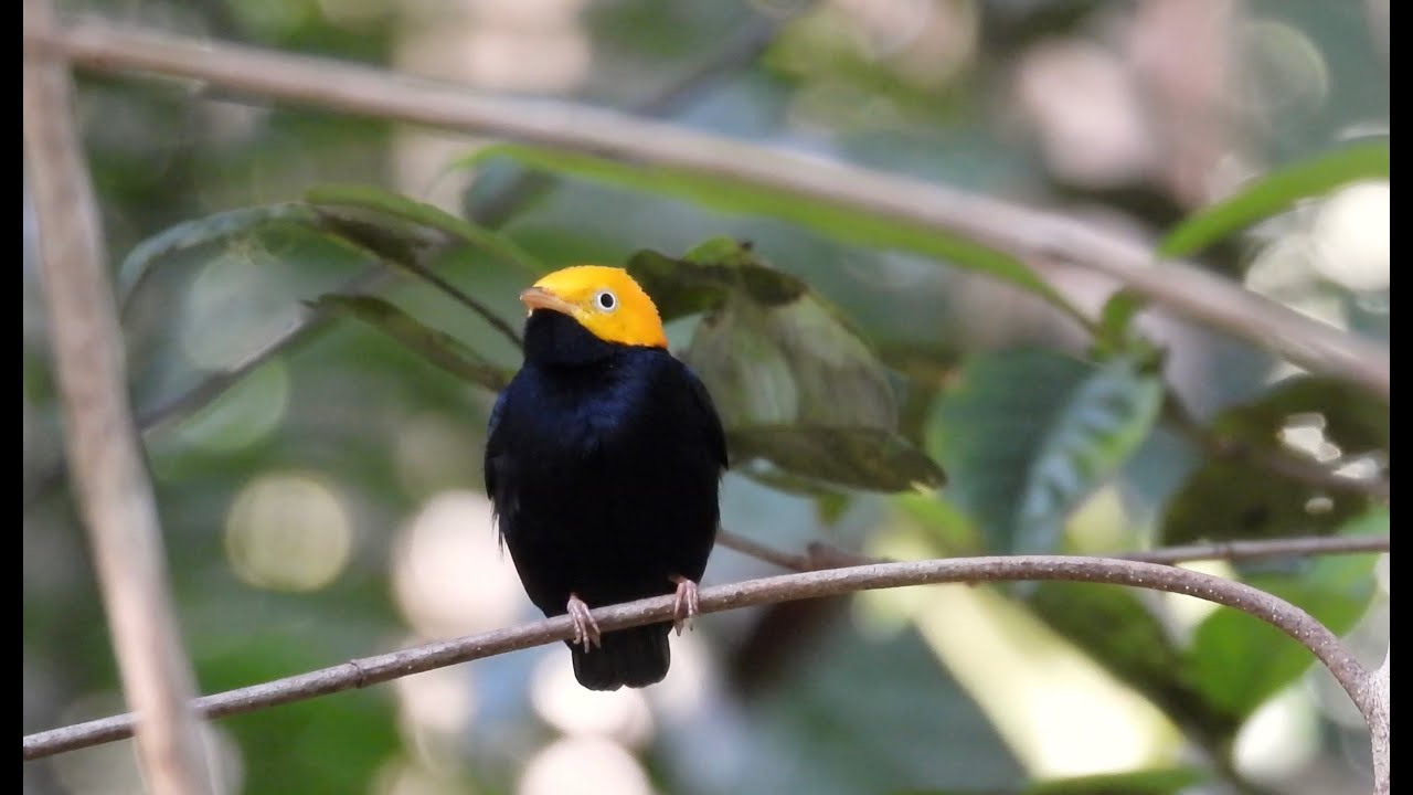 Birding in French Guiana (Camp Bonaventure)