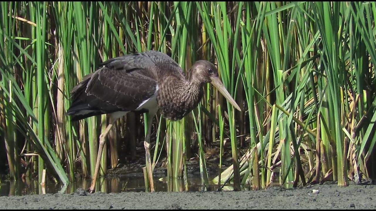 Juvenile Black Stork - Ciconia nigra - zwarte ooievaar / Hobokense Polder – Belgium / August 12, '25
