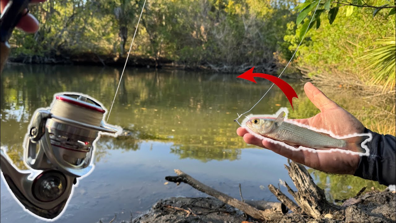 Snook and Tarpon Backwater Fishing!!(Insane Blowups)