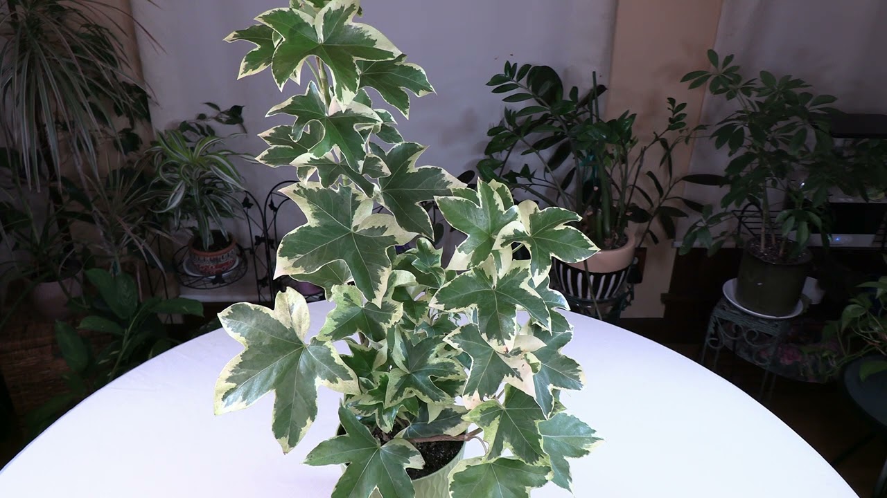 Algerian Ivy Plant Spotlight-Pretty and Easy to Grow!
