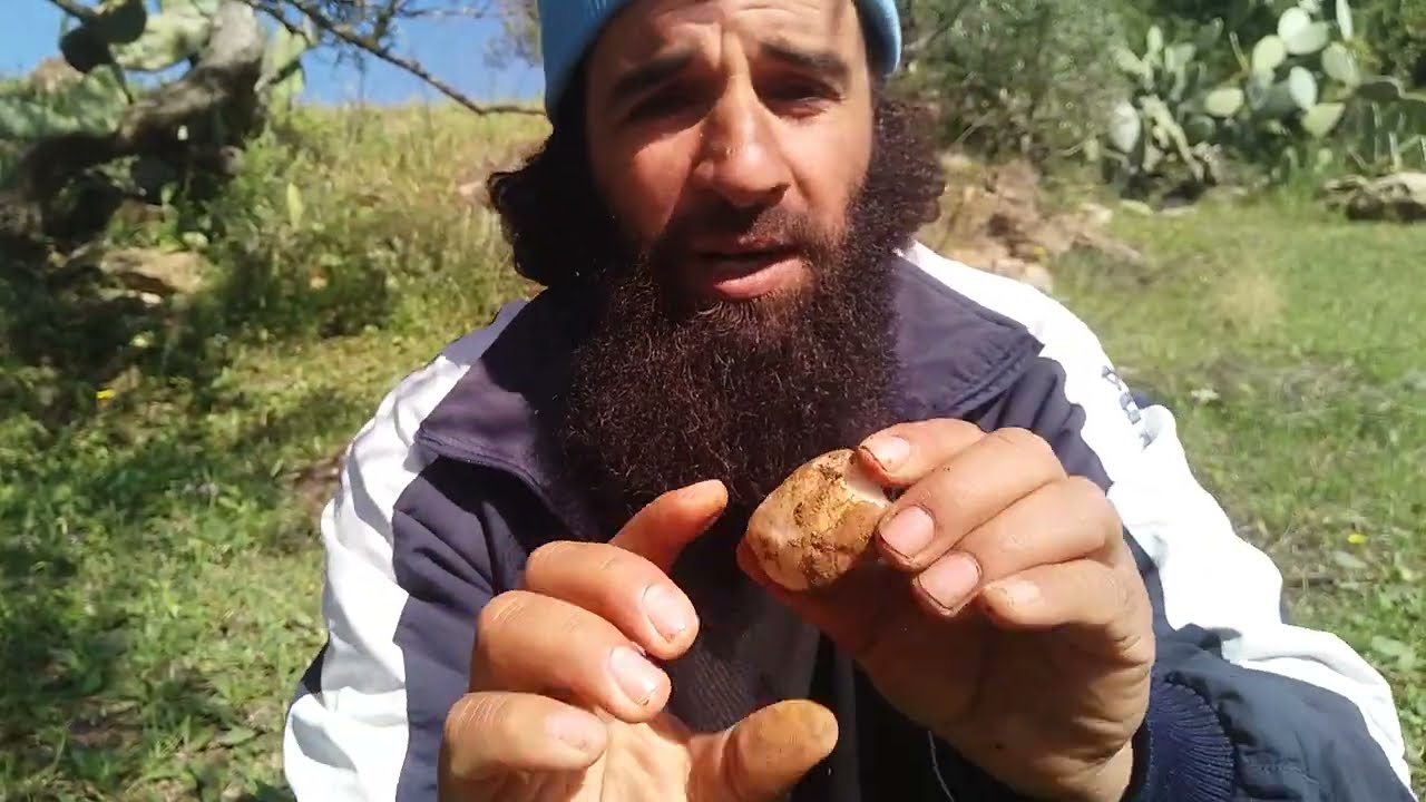 فوائد الاعشاب الطبيه    طيون الحلحل   القريص  شندقرة   الحيه والميته