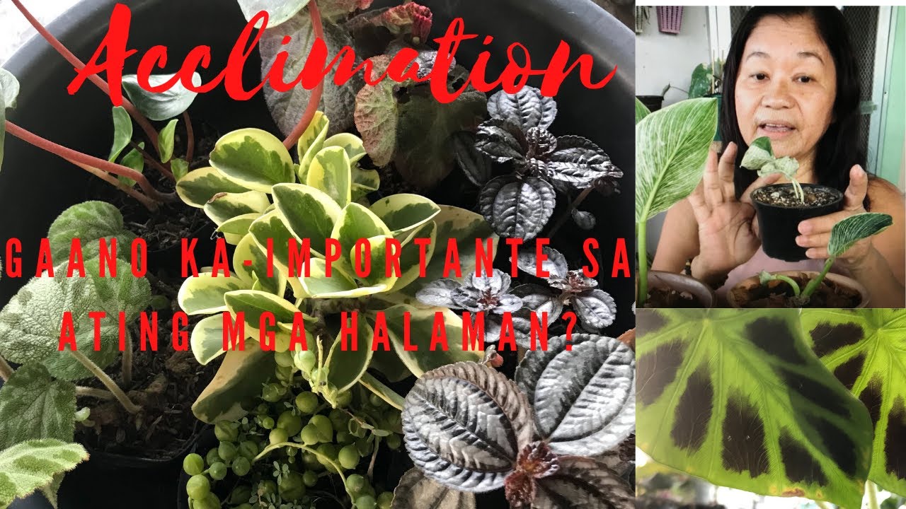 Acclimating | Repotting newly purchased garden plants # Passion at60