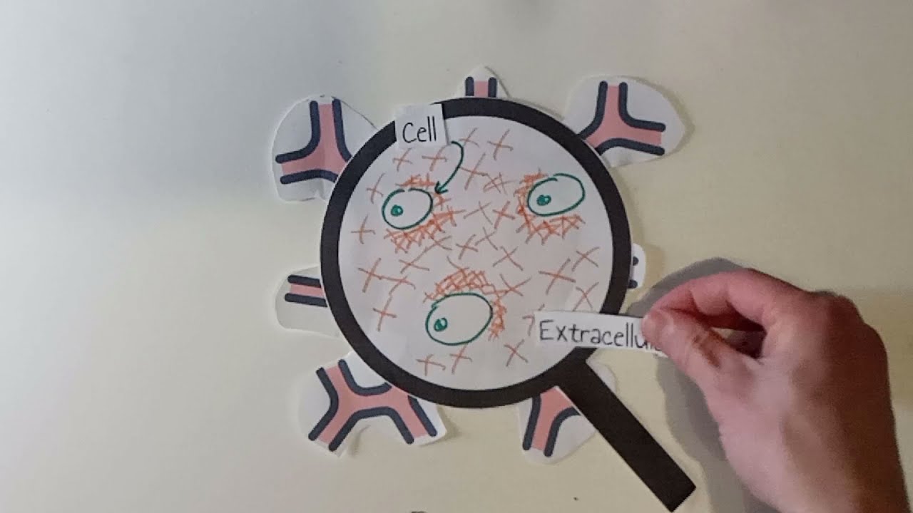 Biomechanical properties of the extracellular microenvironment and tumor cells