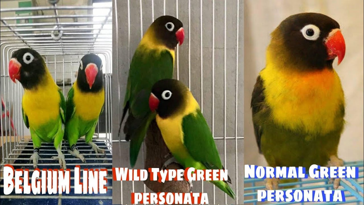 ANO-ANO  ANG MGA PAGKAKAIBA NG BELGIUM LINE, WILD TYPE GREEN PERSONTA AT NORMAL GREEN PERSONATA?