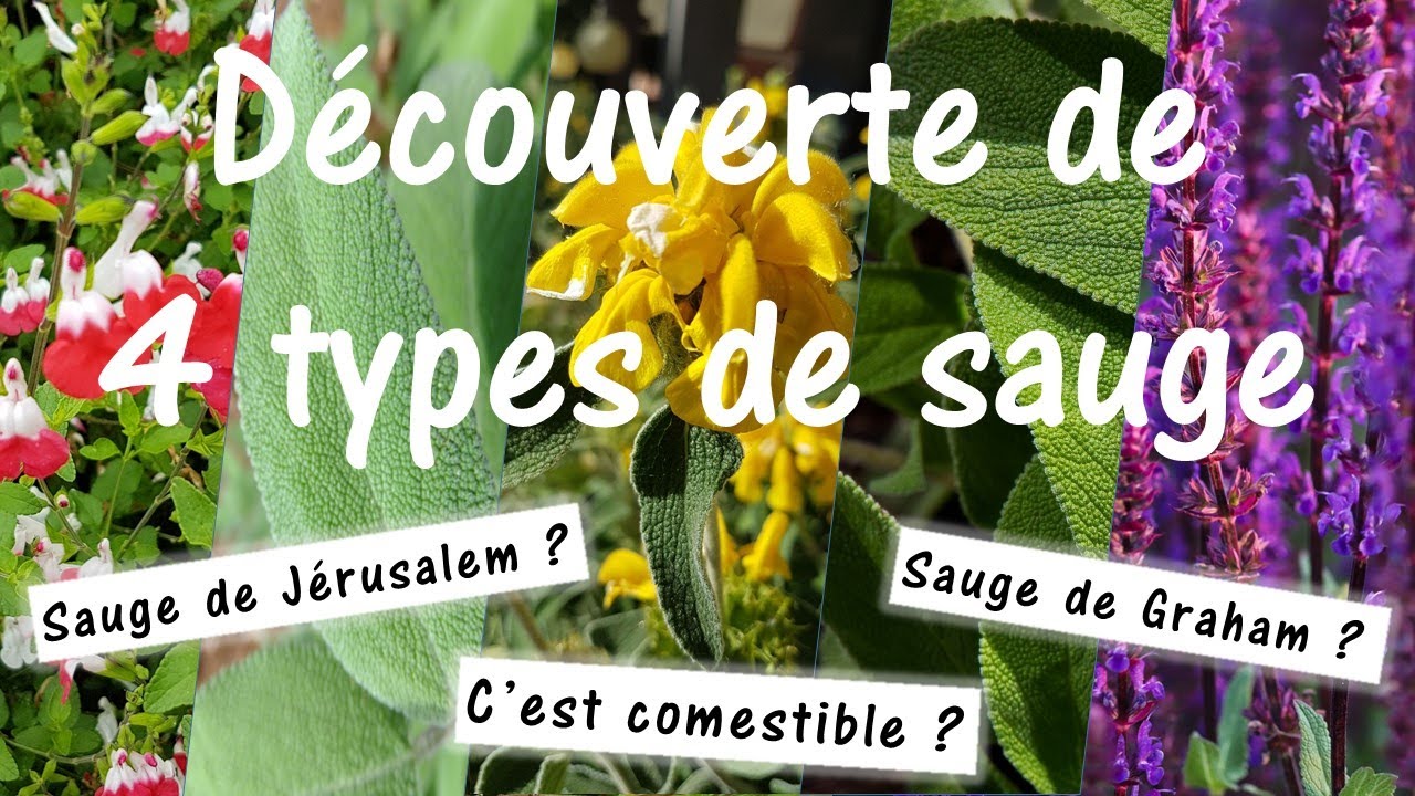 4 VARIÉTÉS de SAUGES COMESTIBLES et MÉDICINALES FACILES à IDENTIFIER.