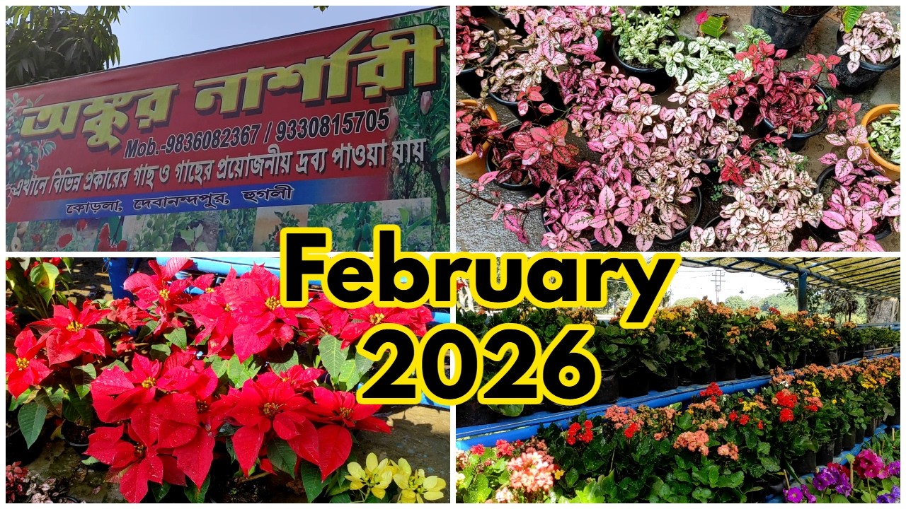 Ankur Nursery Bandel | Plant Nursery Visit February 2026 | অংকুর নার্সারী