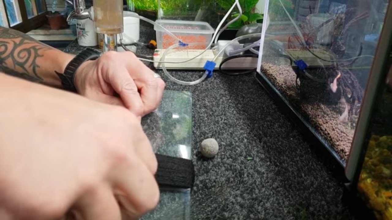 HOW TO BREED KILLIFISH. STEEL BLUE LYRETAIL.