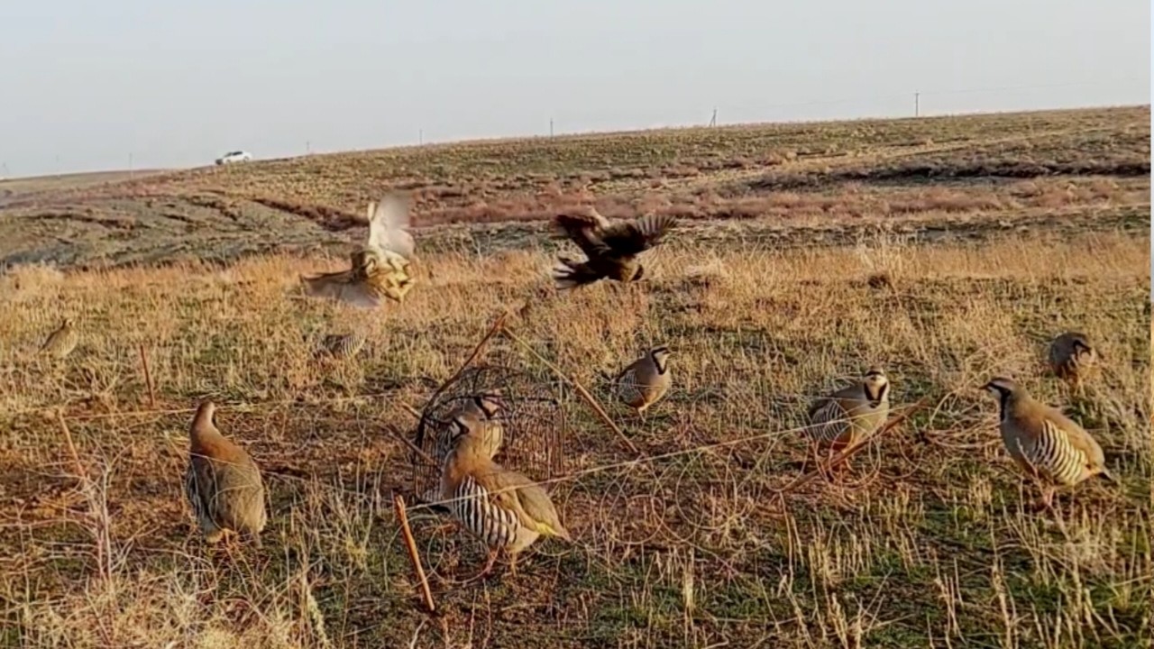 Traditional Bird Trap Techniques Passed Down Through Time #World_Adventure_Skill