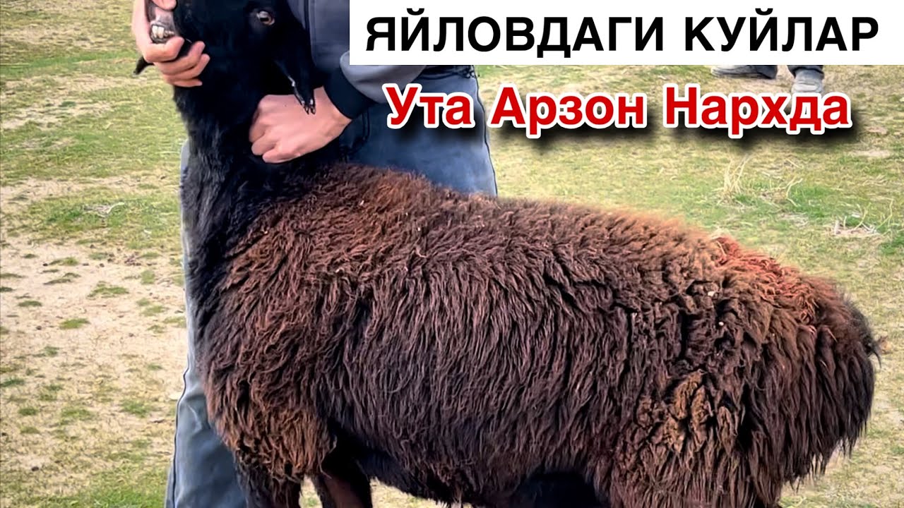 500 Минг Арзонига! ☎️+998 904429409 ☎️+998 994993098