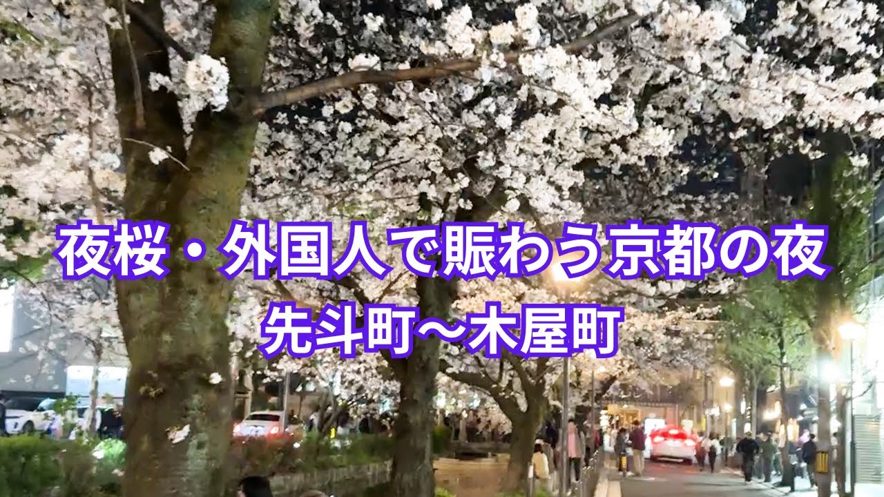 夜桜・外国人で賑わう京都の夜！【先斗町～木屋町】