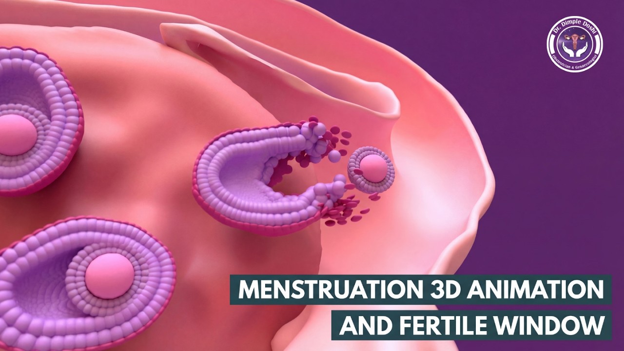Physiology of a Normal Menstrual Cycle Explained | Phases of Menstrual Cycle Day by Day