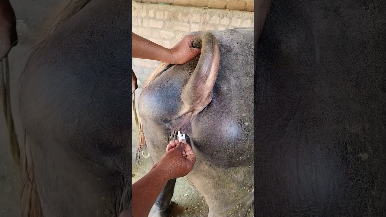 How to check temperature of buffalo normal temp 99 102 degree #shortfeed